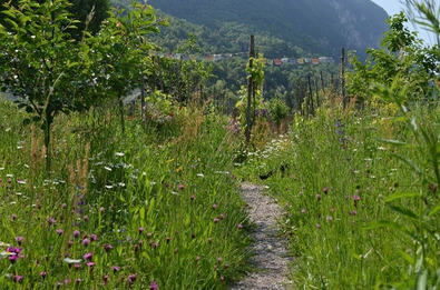 Viel Grün mit einem Kiesweg in der Mitte und einigen kleinen Bäumen. Im Hintergrund ein bewaldeter Berg.