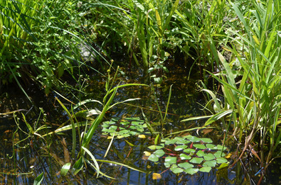 Gartenteich am Garten während Spätsommer