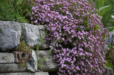 Eine Mauer ist in mittelnaher Aufnahme fotografiert. Eine schöne Pflanze mit sehr vielen kleinen lila Blüten hängt über die grossen, groben, grauen Steine.