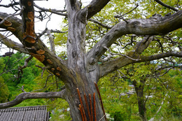 Ein Baum ist aus der Nähe zu sehen. Er ist tot und weit verzweigt. Im Hintergrund sind weitere Bäume zu sehen.