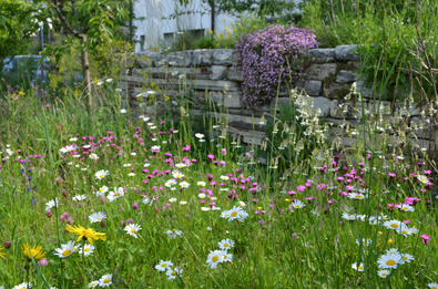 Blumenwiese im Juni