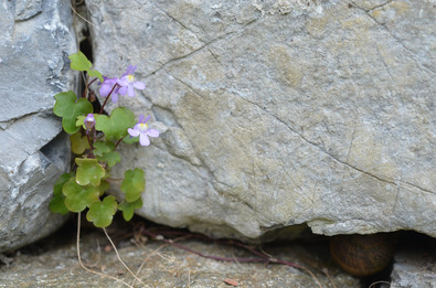 Nahahufnahme einer Steinmauer. Es ist vor allem die Ritze zwischen den grossen, grauen, groben Steinen zu sehen, aus der eine kleine Pflanze mit grünen Blättchen herauswächst.